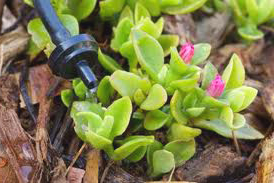 a drip irrigation head with a seedling 