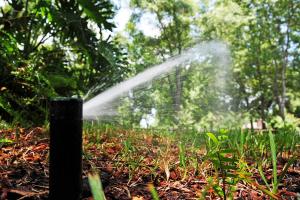 a pop up head watering a backyard in Antioch California